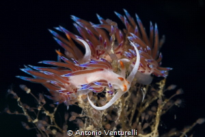 Cratena nudibranchs_September 2024
(CanonEF100,1/200,f16... by Antonio Venturelli 